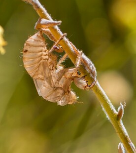 蝉蜕挂于枝头特写