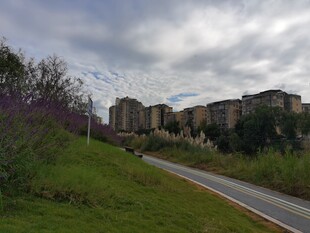 城郊道路旁的建筑与绿植