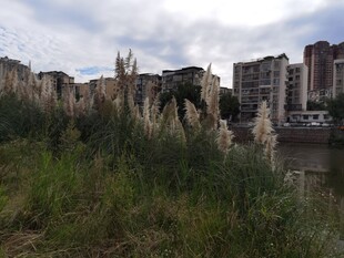 城市边的芦苇与高楼景象