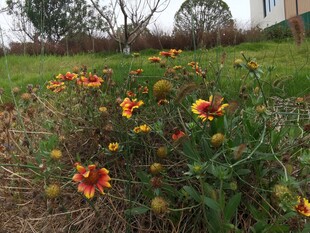 草地边绽放的多彩花朵