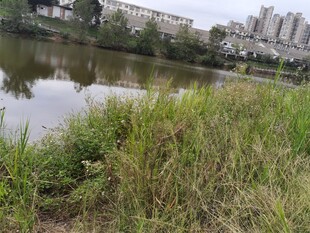 河畔绿植与远处城市景观