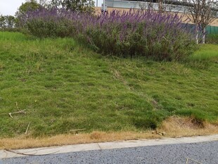 路边绿意盎然的草地与花丛