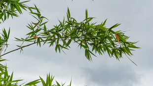 翠绿竹叶伸展于天际