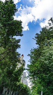 绿树掩映下的城市建筑