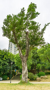 古老大树屹立于园林之中