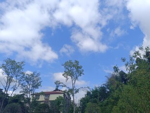 蓝天白云下的绿树景致