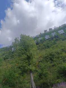 山林间的蓝天白云绿树