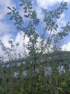 山野间的繁茂绿植