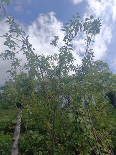 仰视茂密树林与蓝天白云