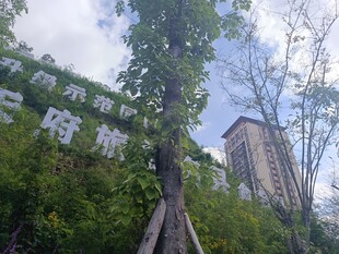 绿树环绕中的高楼景观