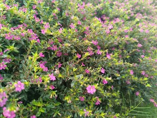 繁茂粉色花丛景观
