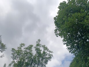 绿树与多云天空的景致