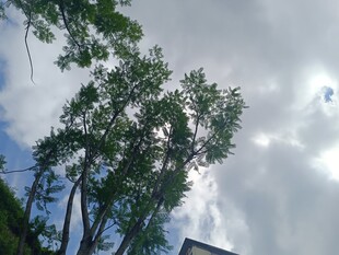 仰观绿树与云天