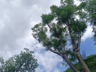 仰视蓝天绿树的清新景象