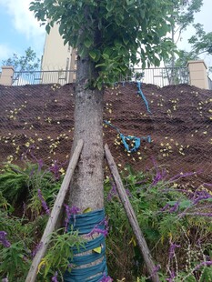 新植树木现场支撑保护场景