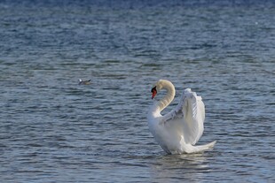 水中天鹅展翅优雅姿态