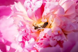 粉色牡丹上的辛勤小蜜蜂