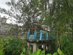 林中蓝桥自然静谧景致