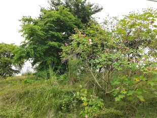 野外繁茂绿植景观