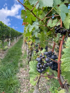 葡萄园中的成熟葡萄串