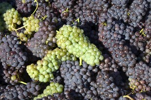 紫绿相间的新鲜葡萄串