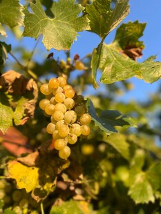 阳光下的金黄葡萄串