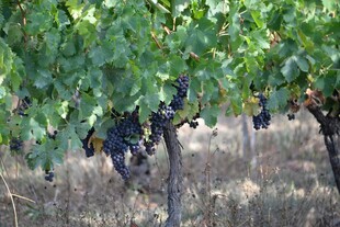 葡萄藤下成熟的紫葡萄