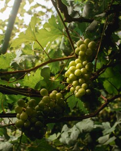 葡萄藤上的青葡萄