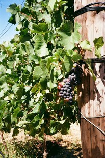 葡萄藤上成熟的紫葡萄