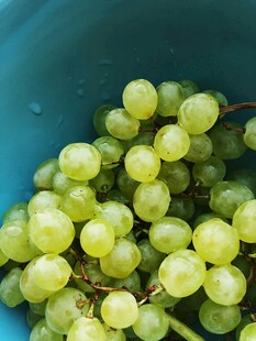 青葡萄盛于蓝容器中