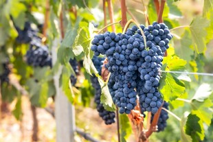 葡萄藤上饱满的紫葡萄