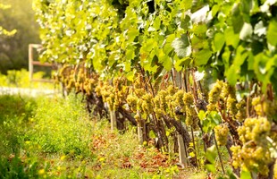 葡萄园中的葱郁葡萄藤