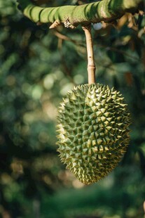 树上悬挂的饱满榴莲