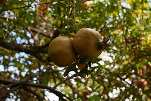 树上挂着的两个果实