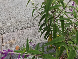 路边绽放的紫色小花