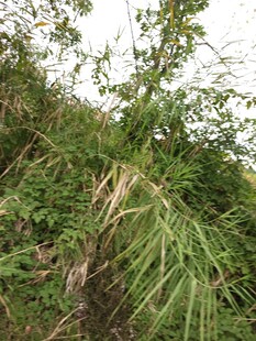 野外繁茂的绿色植物景观