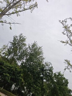 仰视视角下的繁茂绿树