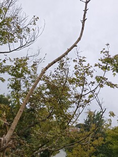 树枝伸展于天空之下