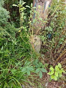 野外繁茂绿植与栅栏景观