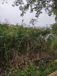 野外繁茂植被景象