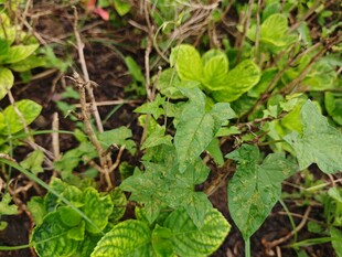 绿叶丛生的地面植物景观