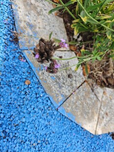 蓝地缝隙间绽放的小花