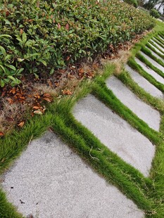 绿意盎然的景致