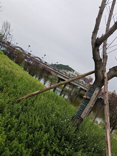 倾斜枯树旁的葱郁绿植