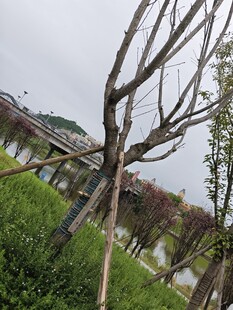 湖畔枯树与葱郁绿植景观