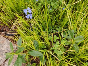 草丛中的蓝色小花