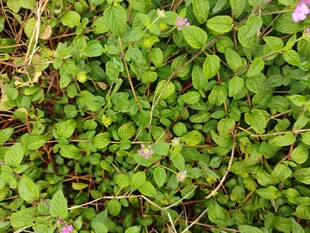 绿叶丛中的紫色小花