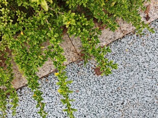 墙边垂蔓与碎石景观