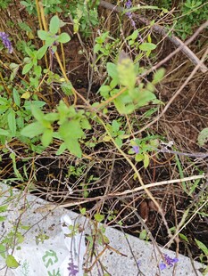 墙角的繁茂绿植