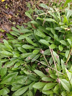 嫩绿繁茂的叶片植物